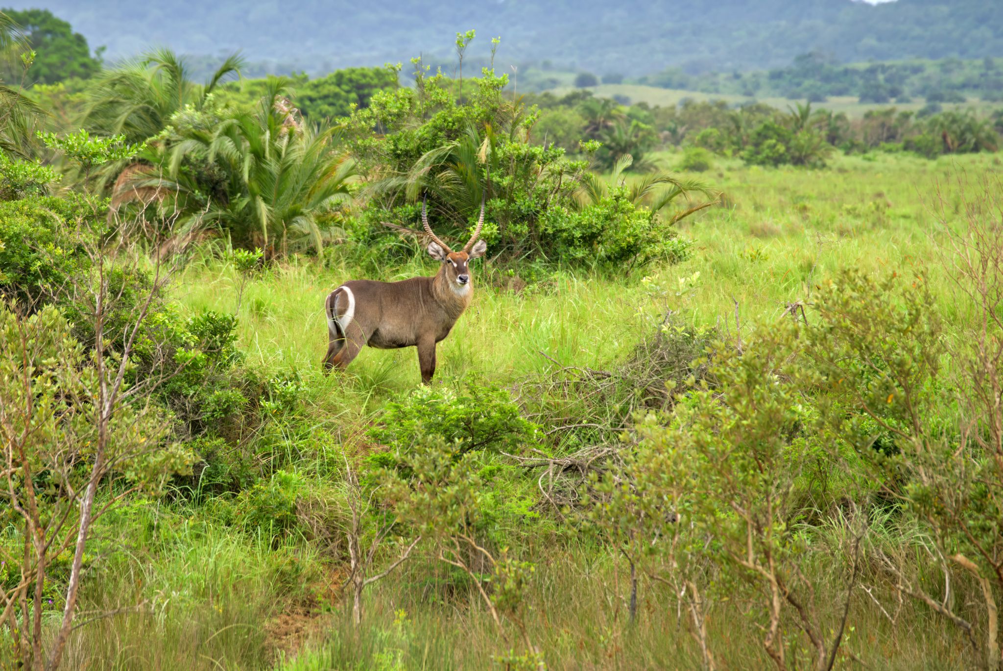 20161115 141820 Wasserbock